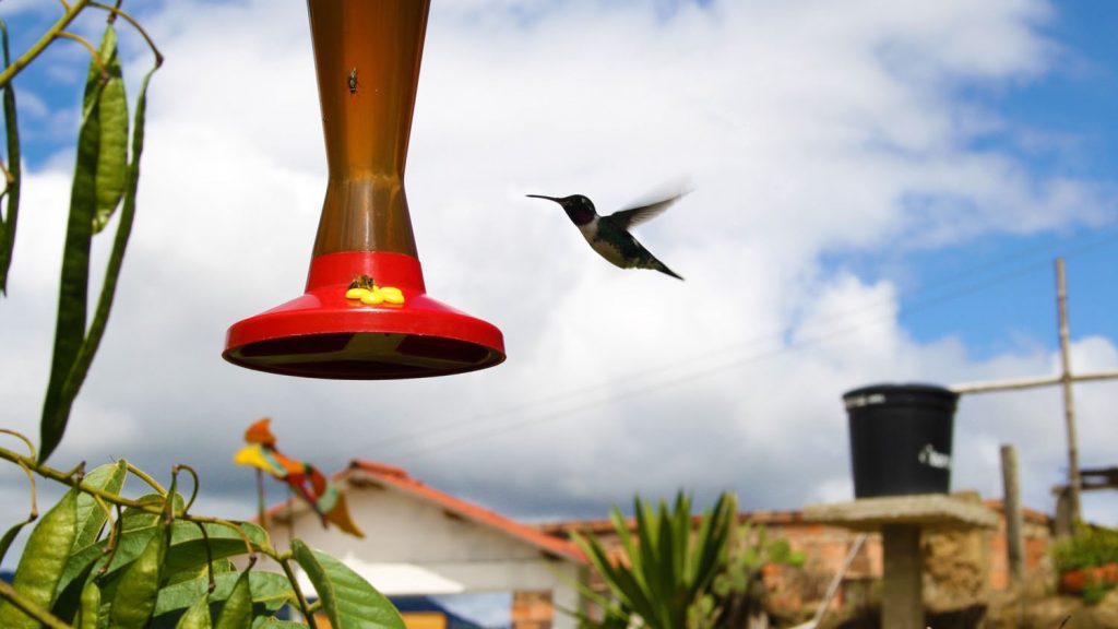 aves