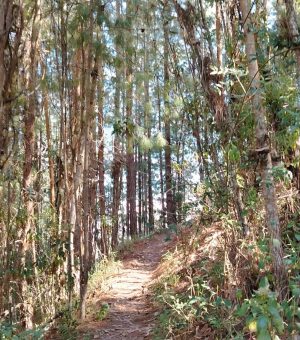 Entre Bosques Y Miradores (14)